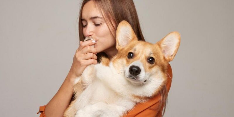 adestramento de cães