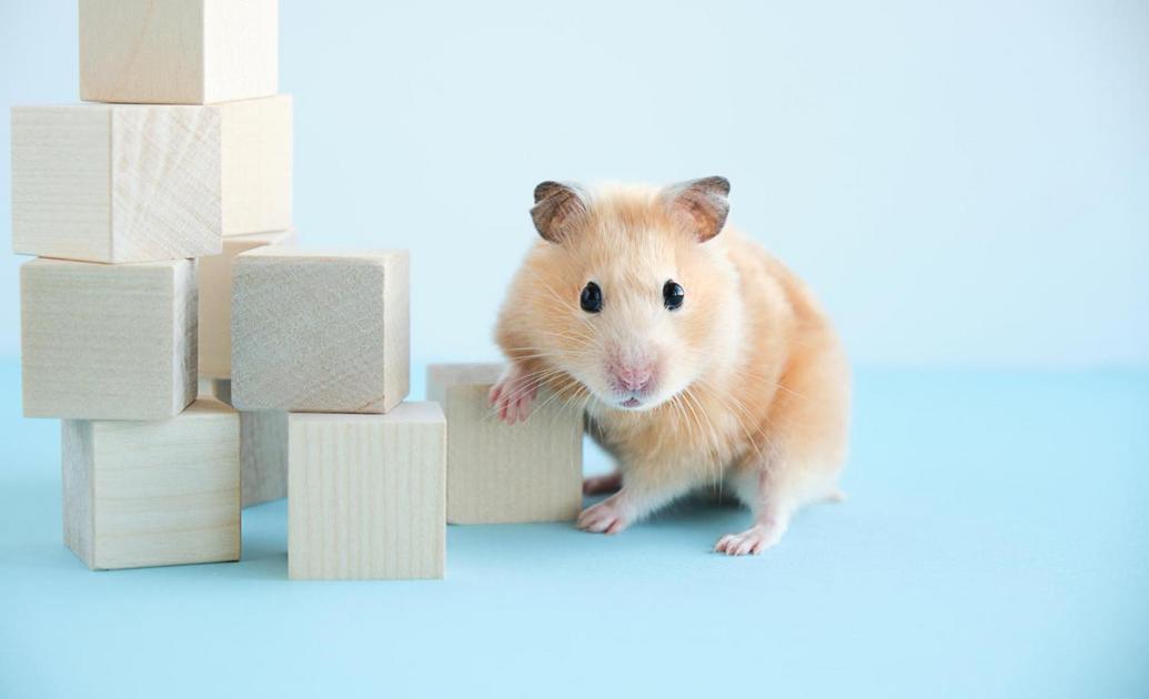 Alimentação Saudável para Hamsters: Descubra o que Oferecer Alimentação Saudável para Hamsters: Descubra o que Oferecer