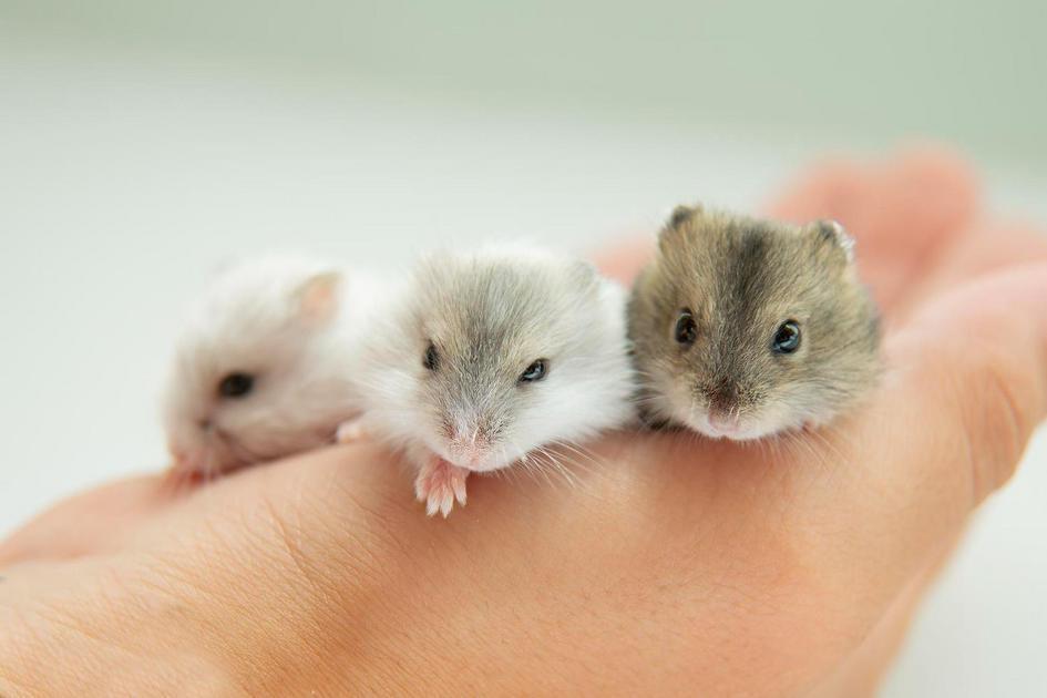 Alimente o Seu Pequeno Amigo: Guia do que os Hamsters Adoram Alimente o Seu Pequeno Amigo: Guia do que os Hamsters Adoram