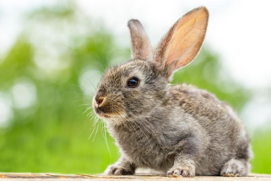 Alimentos Seguros e Saudáveis para Coelhos