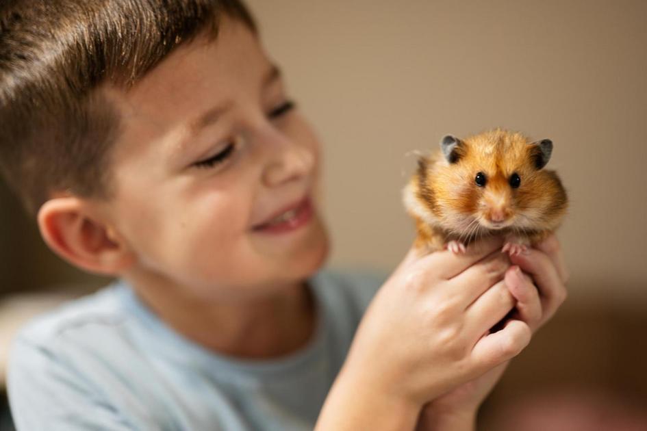 Alimentos Seguros para o seu Hamster Alimentos Seguros para o seu Hamster
