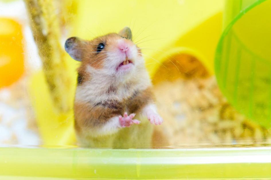 Como Equilibrar a Alimentação do seu Hamster e Promover sua Saúde