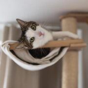 Como escolher o animal de estimação perfeito para você e sua família