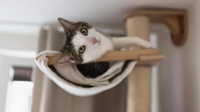 Como escolher o animal de estimação perfeito para você e sua família