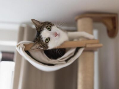 Como escolher o animal de estimação perfeito para você e sua família