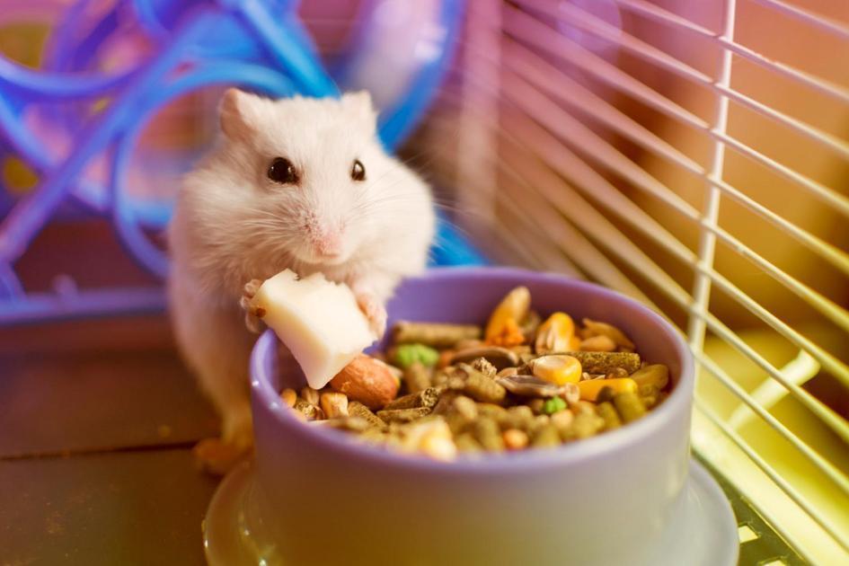 Como escolher um nome que combine com seu hamster
