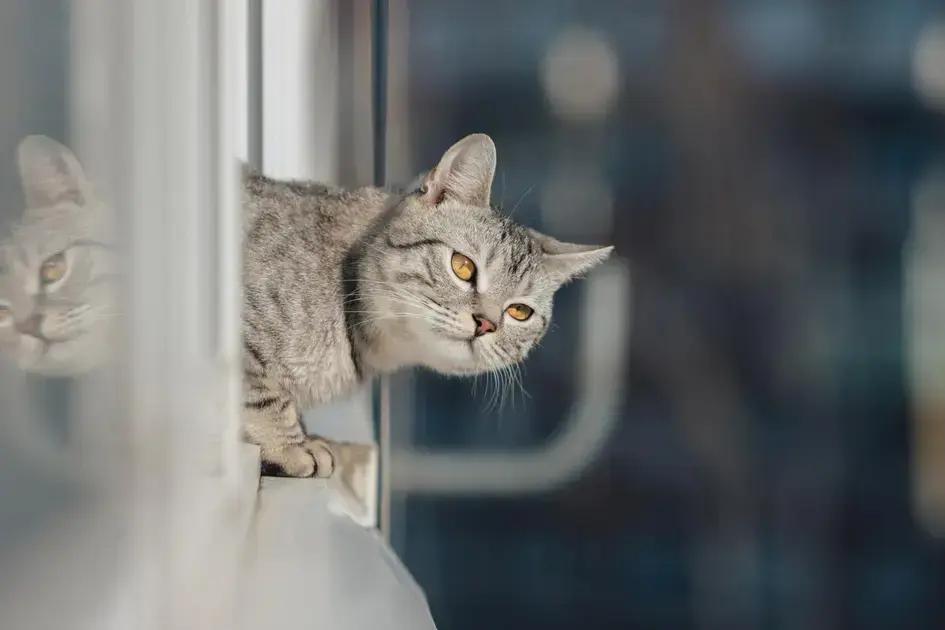 Como os Nomes Afetam a Personalidade dos Gatos Como os Nomes Afetam a Personalidade dos Gatos