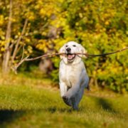 como treinar um cachorro