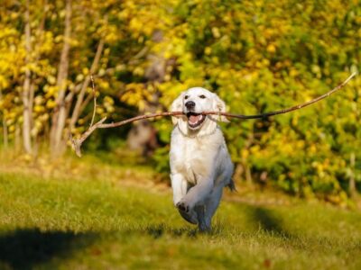 como treinar um cachorro