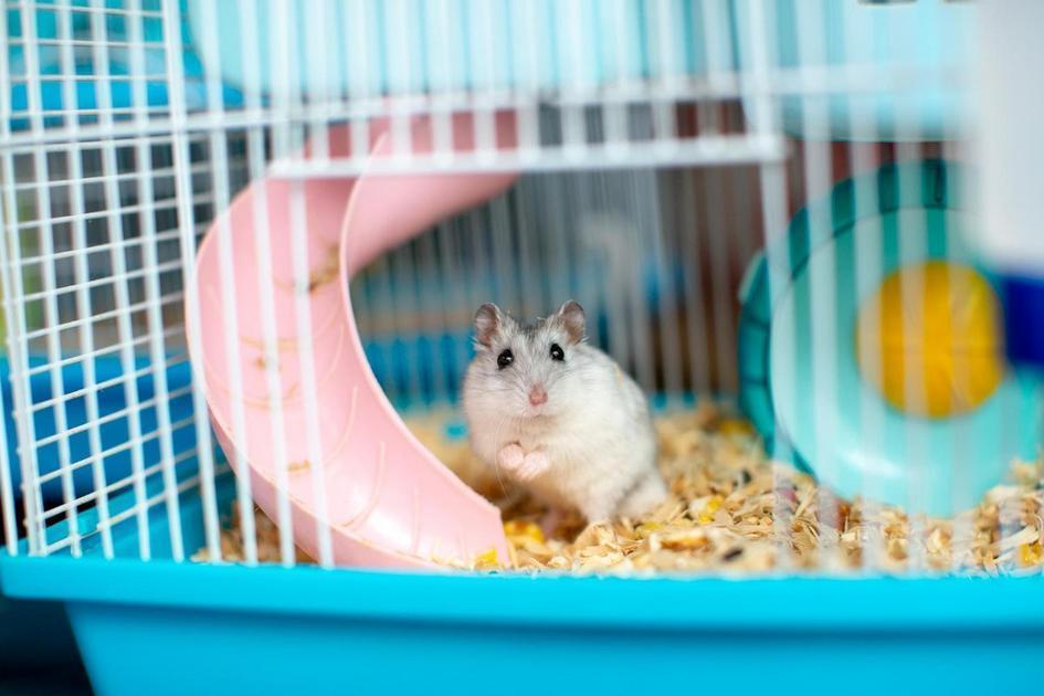 Conhecendo o adorável hamster chinês e suas particularidades