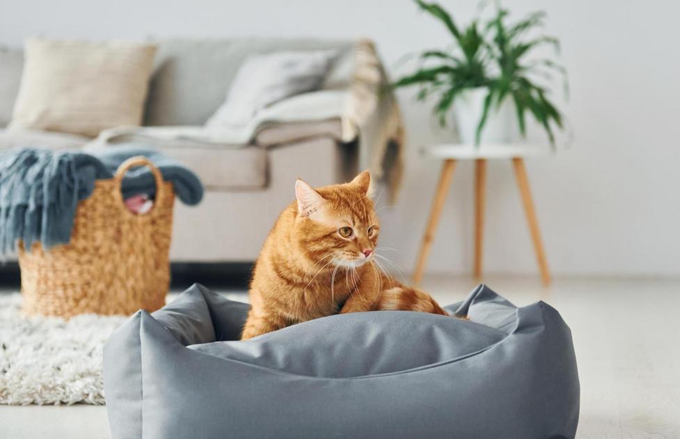 Crescimento de Gatos Domésticos e Fatores Que Afetam o Tamanho