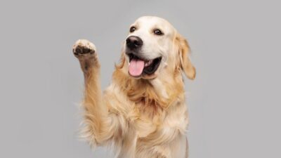 cuidados com cão filhote