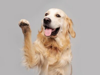 cuidados com cão filhote