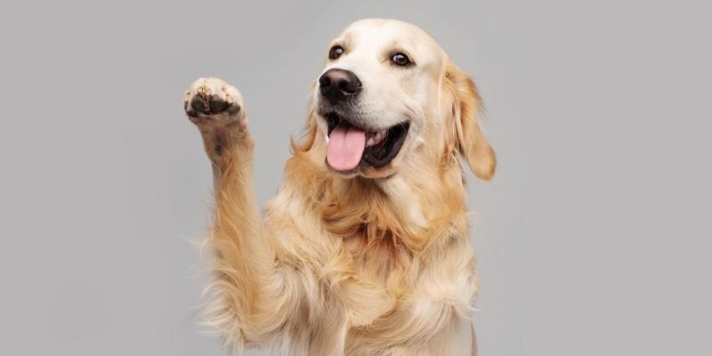 cuidados com cão filhote