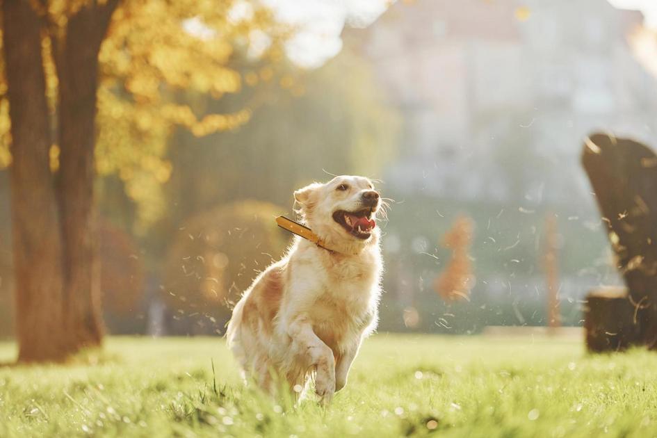 Cuidados específicos para as raças de cachorro pequeno Cuidados específicos para as raças de cachorro pequeno