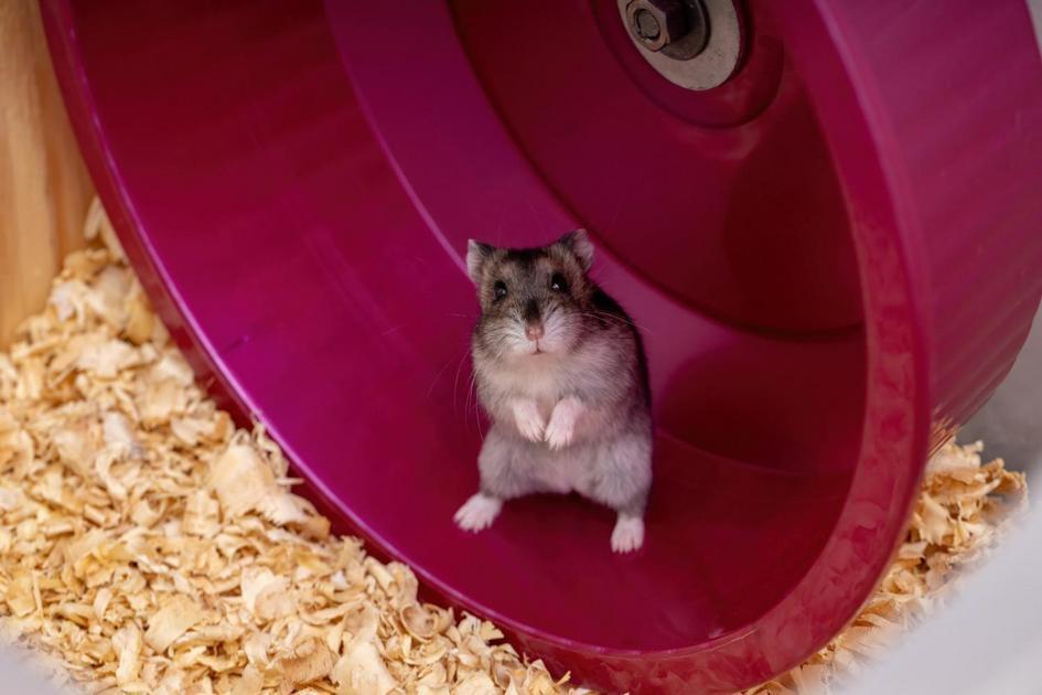 Cuidados essenciais para uma vida saudável do seu hamster chinês
