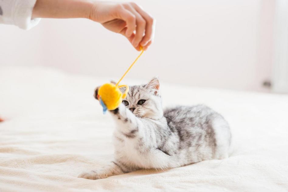 De Quatro Patas Para o Coração: A Conexão Entre Pets e Bem-estar