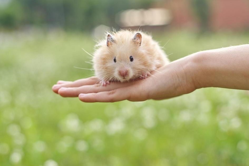 Descobrindo a Dieta Ideal para o seu Hamster Descobrindo a Dieta Ideal para o seu Hamster