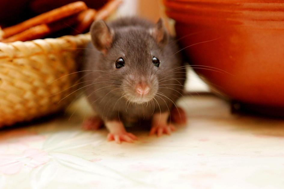 Descubra os Alimentos Preferidos do Seu Hamster Descubra os Alimentos Preferidos do Seu Hamster