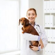 Dicas para cuidar do seu animal de estimação durante as férias