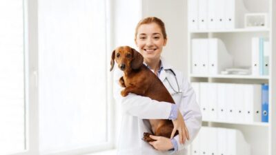 Dicas para cuidar do seu animal de estimação durante as férias