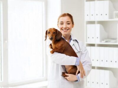 Dicas para cuidar do seu animal de estimação durante as férias