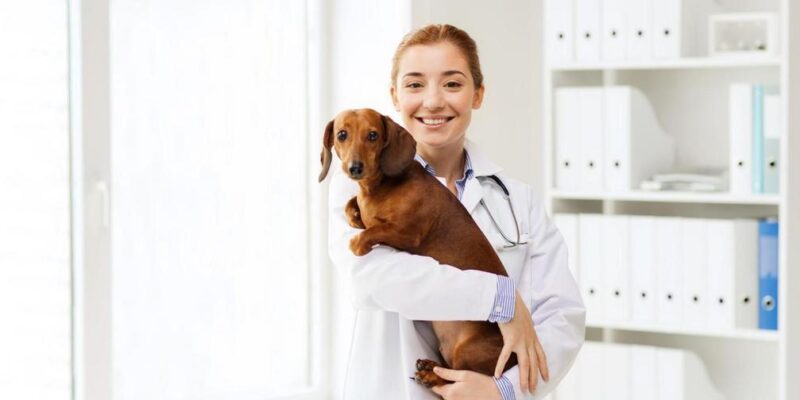 Dicas para cuidar do seu animal de estimação durante as férias