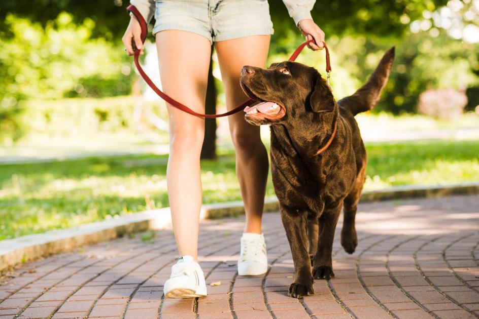 Dicas para Ensinar o Seu Cachorro a Latir Menos