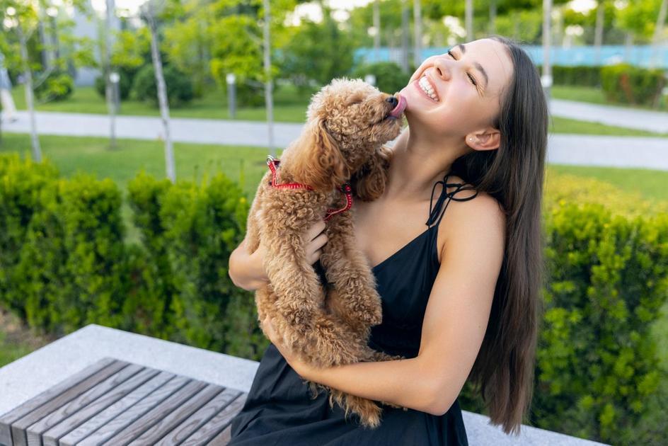 Dicas para escolher o cachorro pequeno ideal para você