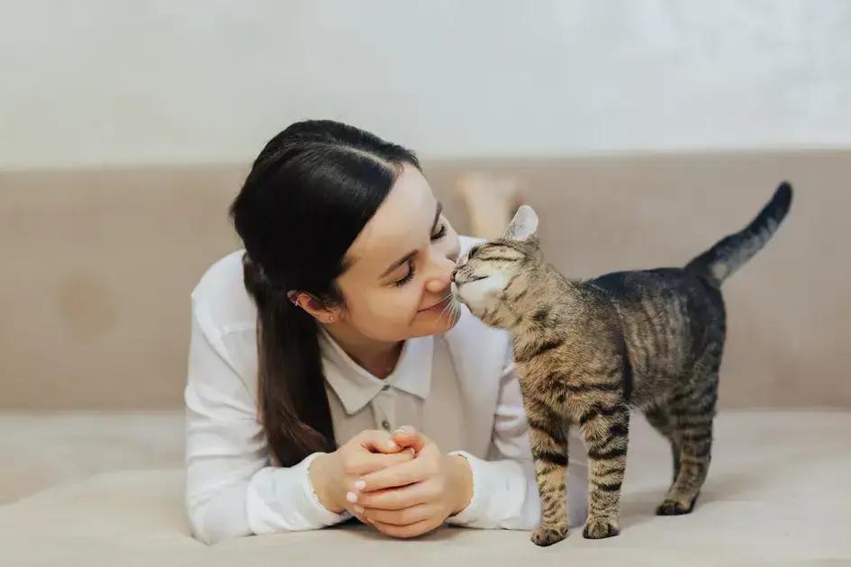 Dicas para Escolher um Nome Fofinho para Seu Gato Dicas para Escolher um Nome Fofinho para Seu Gato