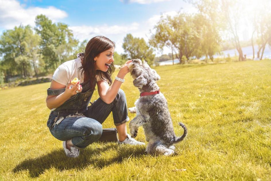 Entendendo as bases do adestramento de cães