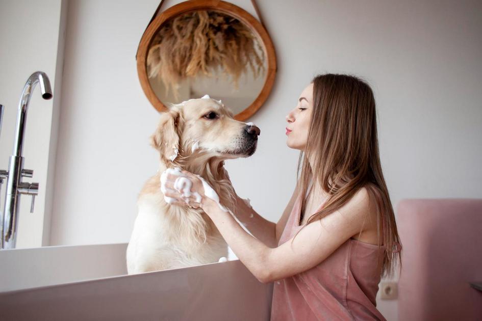 Entendendo o Comportamento Silencioso dos Cachorros