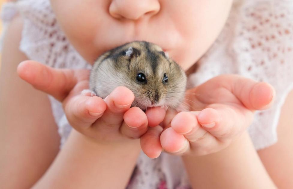 Evitando Alimentos Tóxicos na Alimentação dos Hamsters Evitando Alimentos Tóxicos na Alimentação dos Hamsters