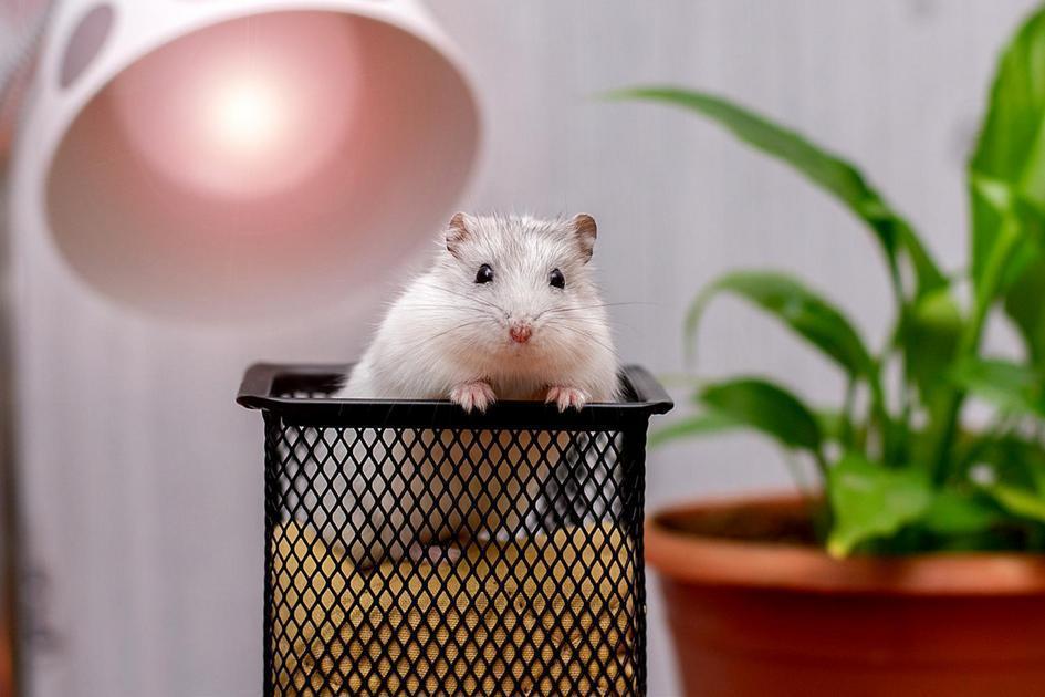 Evite Erros Comuns na Dieta do seu Hamster Evite Erros Comuns na Dieta do seu Hamster