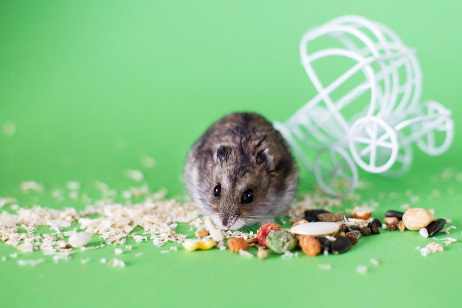 Frutas e Legumes Permitidos na Alimentação de Hamsters Frutas e Legumes Permitidos na Alimentação de Hamsters