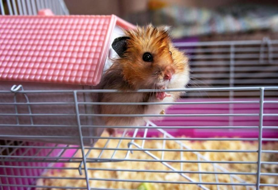 Frutas e Legumes Seguros para Hamsters Frutas e Legumes Seguros para Hamsters