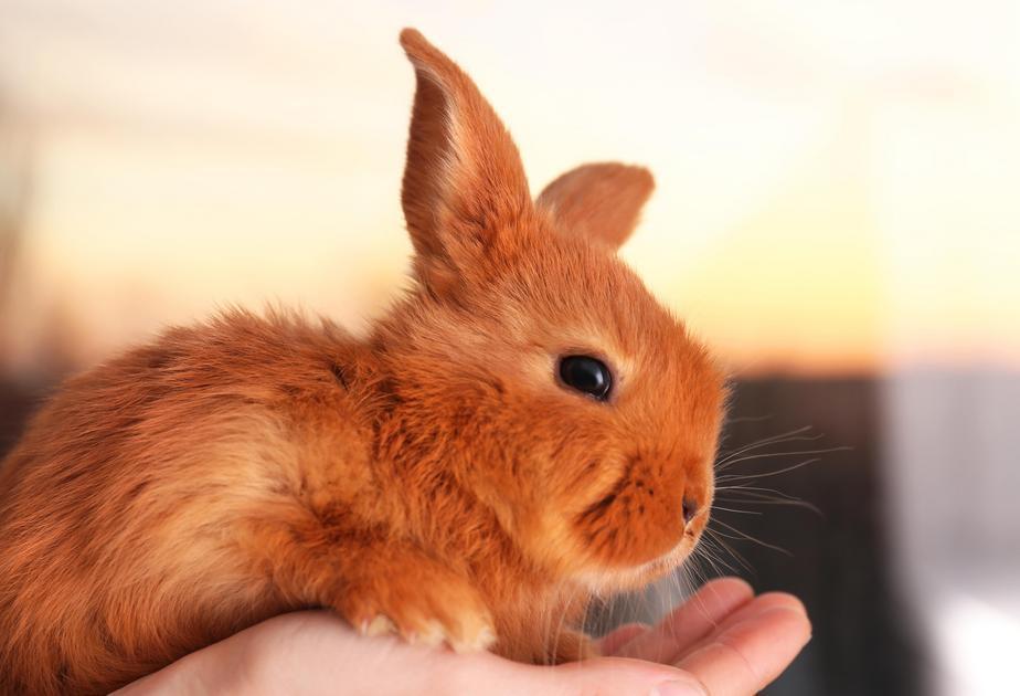 Guia de Nutrição para Coelhos: Escolhas Alimentares e Dicas Práticas