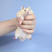 hamsters chines