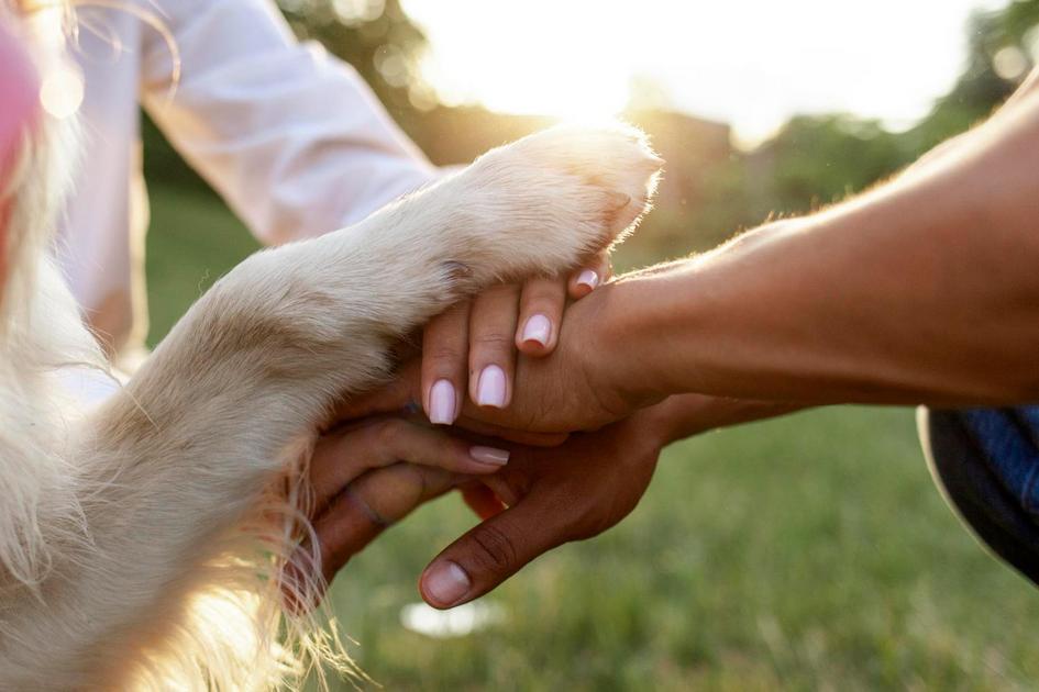 Identificação e Tratamento: O Que Fazer se Seu Cachorro Tiver Vermes Identificação e Tratamento: O Que Fazer se Seu Cachorro Tiver Vermes