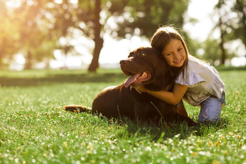 Lidar com a solidão tem um aliado: o seu animal de estimação Lidar com a solidão tem um aliado: o seu animal de estimação