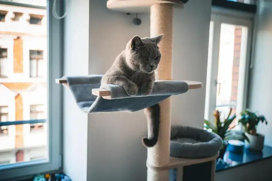 Nomes Criativos e Carinhosos para Gatinhos Nomes Criativos e Carinhosos para Gatinhos