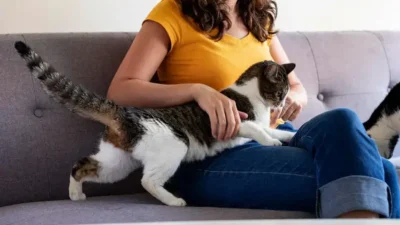 nomes fofinhos para gatos