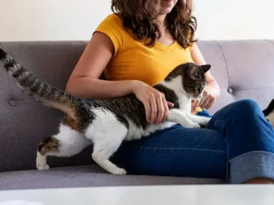 nomes fofinhos para gatos