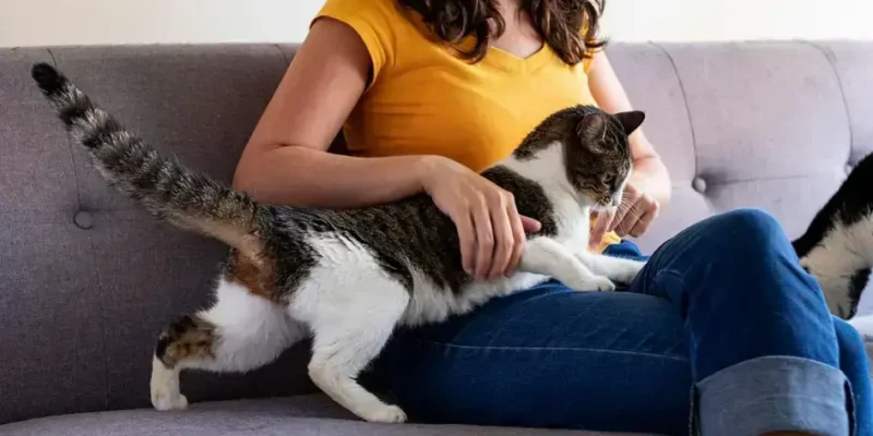 nomes fofinhos para gatos