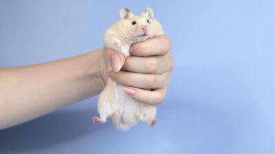 nomes para hamster