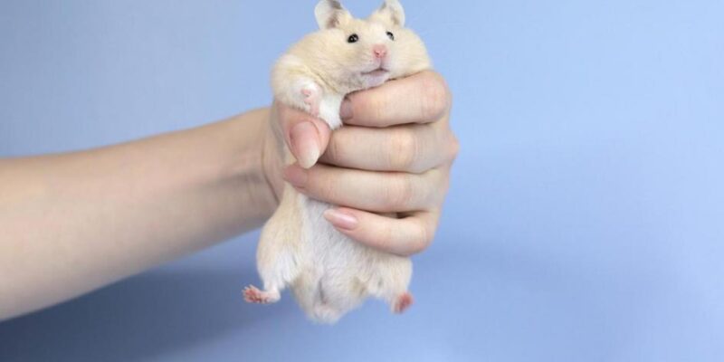 nomes para hamster