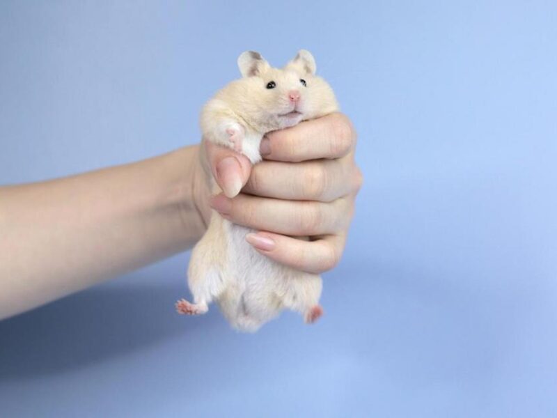 nomes para hamster