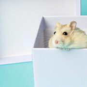 o que dar para hamster comer