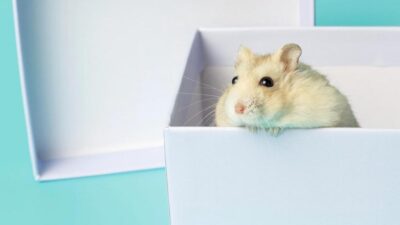o que dar para hamster comer