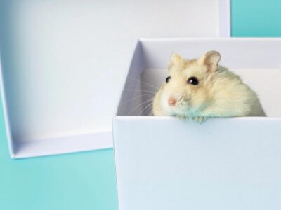 o que dar para hamster comer